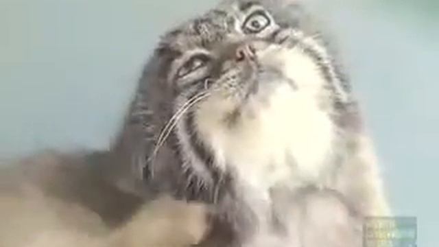 Какой красавец дикий кот смотреть онлайн