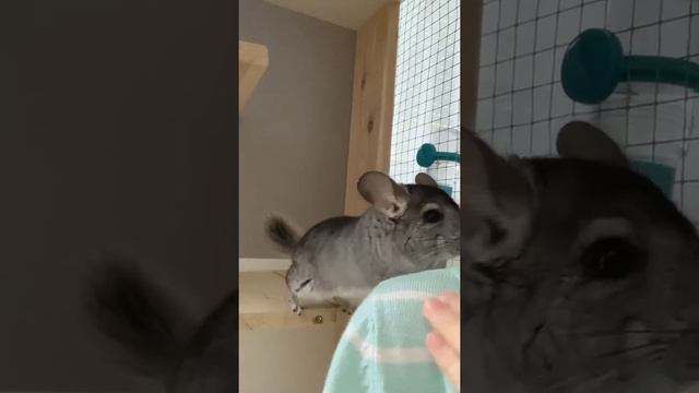 Как дрессировать шиншиллу? #schorts #тренды #top #like #animals #new #funnyvideo #funny #топ смотреть онлайн