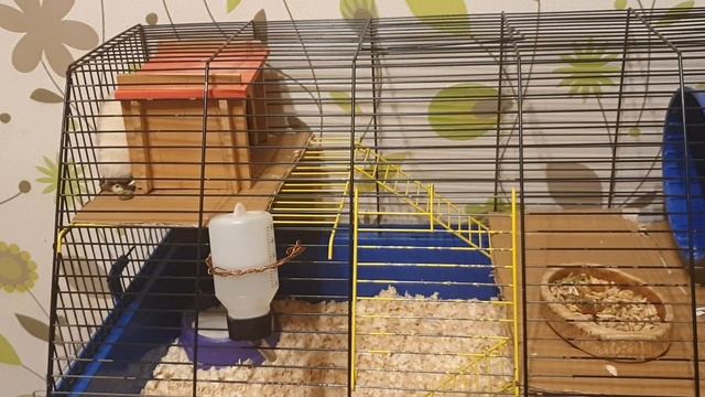 СОДЕРЖАНИЕ СИРИЙСКИХ ХОМЯКОВ смотреть онлайн