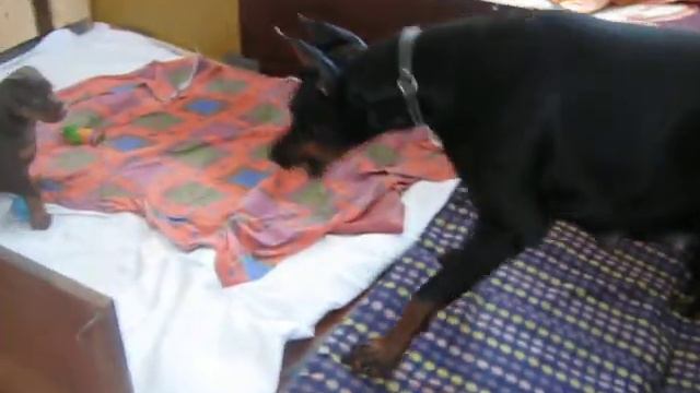 11 февраля 002.AVI Мама с дочей смотреть онлайн