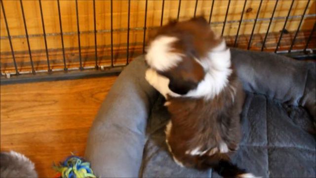 shih tzu puppies смотреть онлайн