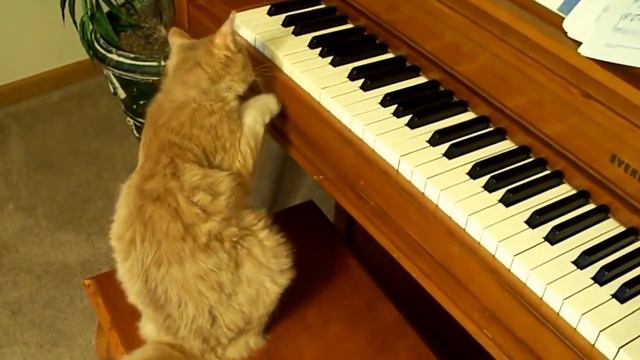 Кот и пианино (Cat & Piano) смотреть онлайн