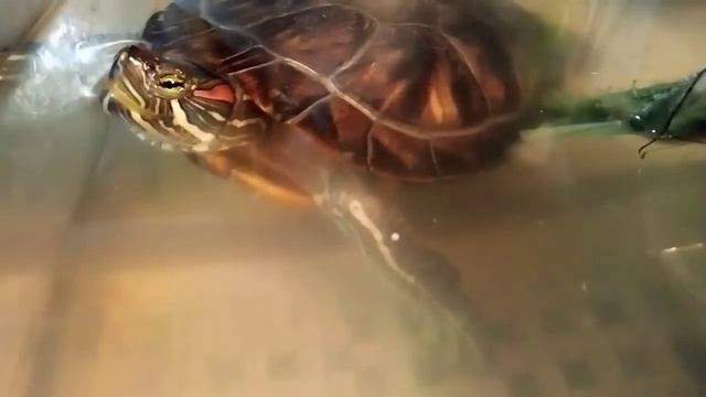 Разговор животных...? смотреть онлайн