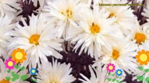 Нивяник наибольший Крейзи Дэйзи. Краткий обзор, описание leacanthemum maximum Crazy Daisy