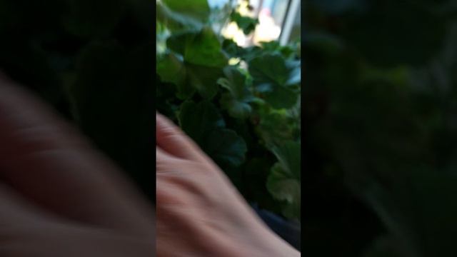 Извините какой то сбой на ютуб и я нечайно удалила видео о примере нашей зимовки !Чуть о черенках смотреть онлайн
