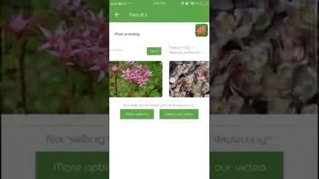 PlantSnap identifies a Two row Stonecrop (Sedum Spurium) смотреть онлайн