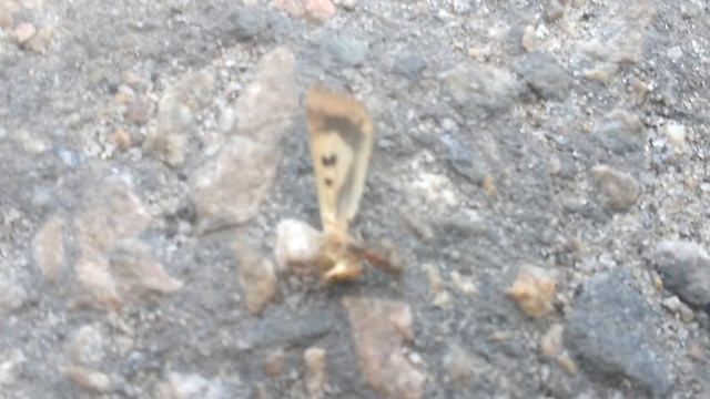 Сила муравья против мотылька 2017 The strength of the ant against the moth смотреть онлайн