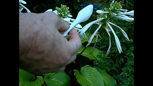 Hosta Plantaginea flowers - Watch them bloom - time lapse video смотреть онлайн