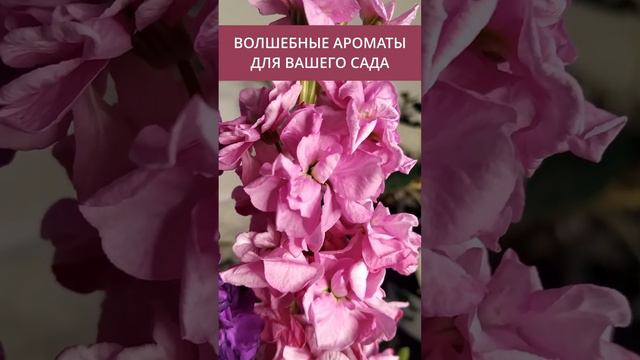 ЦВЕТЫ. ЦВЕТОЧНЫЙ. АРОМАТ. #цветы #длякрасоты #рассада #длядома #красивыецветы #нежныецветы смотреть онлайн