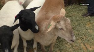 Опыт разведения мясных овец катумской породы