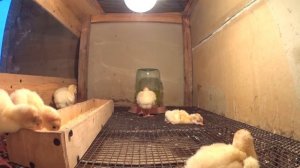 Температурный режим для индюшат