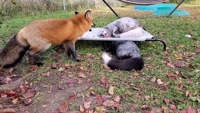 Good morning Foxxington, Esmae, and Franny смотреть онлайн