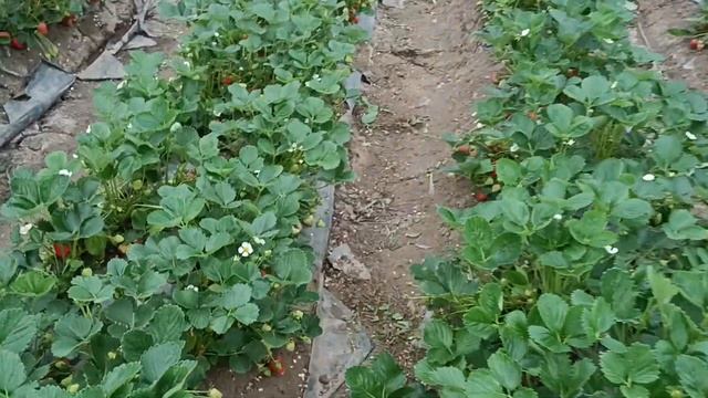 Сбор клубники 1.05.2023. Клубника Кабрило на 3й год!!! смотреть онлайн