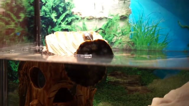 красноухая черепаха кушает) прикол/turtle eats) funny смотреть онлайн