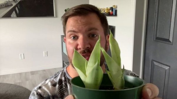 RARE PLANT - Night Owl Sansevieria