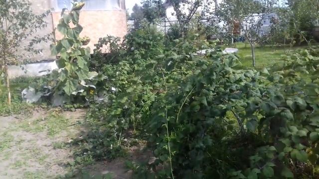 Малина "кумбирленд" размножение осенью ежемалина. смотреть онлайн