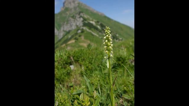 ПСЕВДОРХИС (LEUCORCHIS) сем. Орхидные смотреть онлайн
