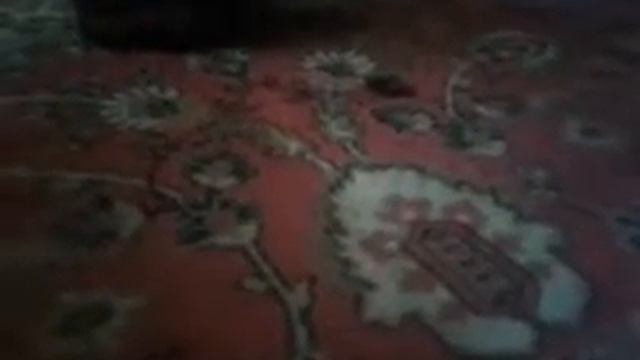 Наш кот съел мышку ? смотреть онлайн