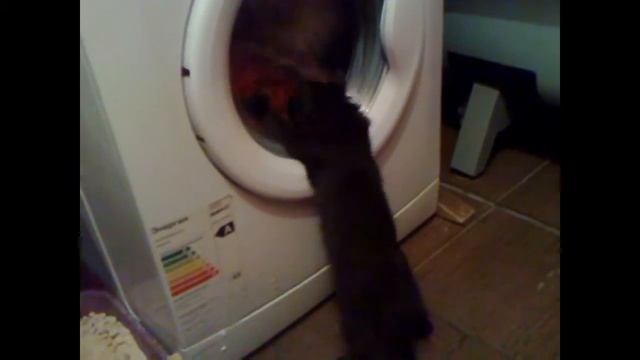 КотЭ стирает смотреть онлайн