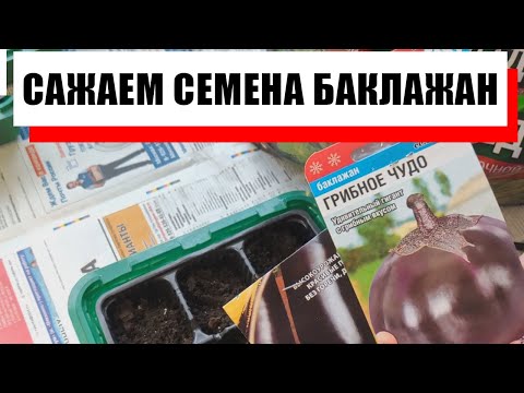 БЫСТРЕЕ САЖАЙТЕ СЕМЕНА БАКЛАЖАНОВ НА РАССАДУ. Посев семян баклажана. смотреть онлайн