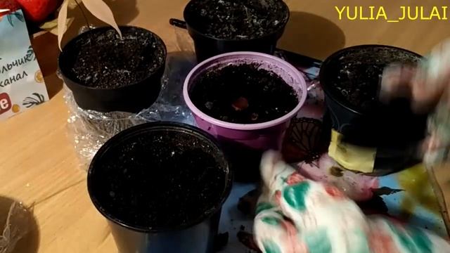 ЛУЧШИЕ советы/Выращивание ЛИЧИ из косточки в ДОМАШНИХ условиях смотреть онлайн