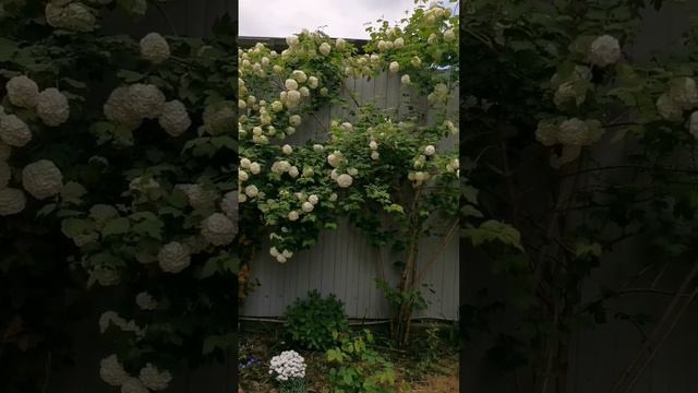 Калина Бульденеж смотреть онлайн