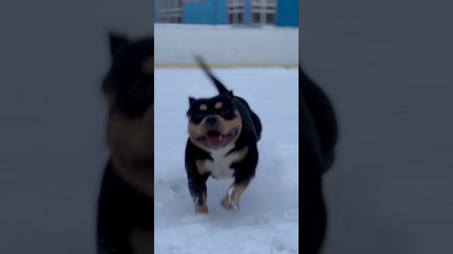 Американский булли покет💪American bully pocket 💪 YUBK KENNEL TEDDY 🔥 смотреть онлайн