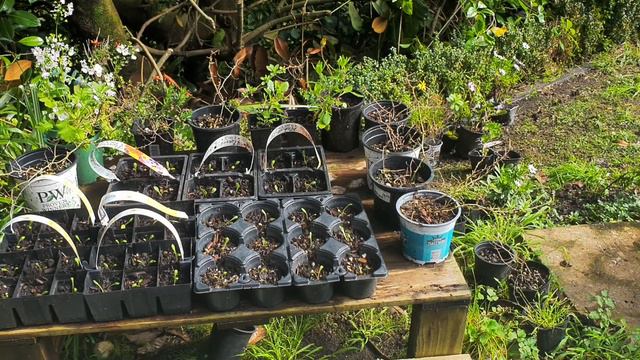 Planting Dahlias - 2nd Update (Tagalog) смотреть онлайн