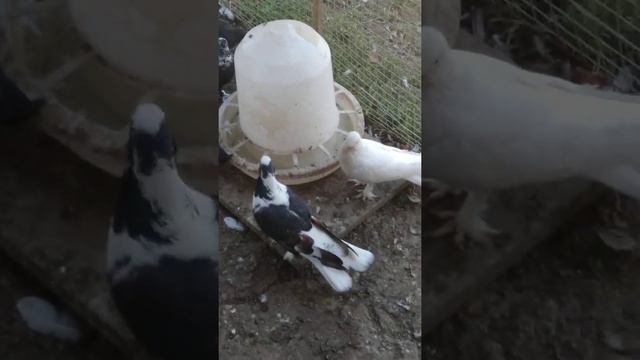 Бакинские широкохвостые голуби. 89634202500 смотреть онлайн