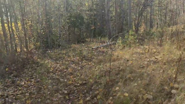 АСМР осенняя прогулка до лесного озера/ASMR autumn walk to the forest lake смотреть онлайн