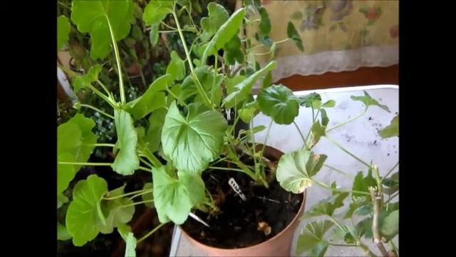 Почему не цветут пеларгонии? смотреть онлайн