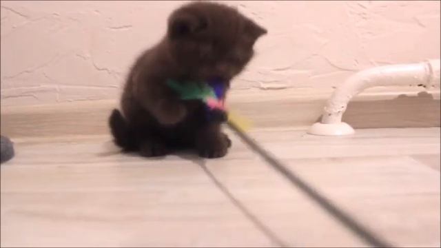 Медвежонок шоколадного окраса! Британские котята питомника Elite British. Элитные британцы. смотреть онлайн