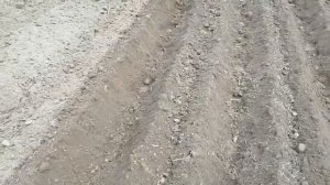 Посадка картофеля под окучник Мотоблоком. Почему я раньше так не делал.