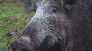 [ПЕСНЯ] Лесной Кабан