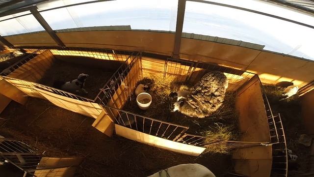 Овца копытом прогоняет ягненка и сама ложится на его место смотреть онлайн