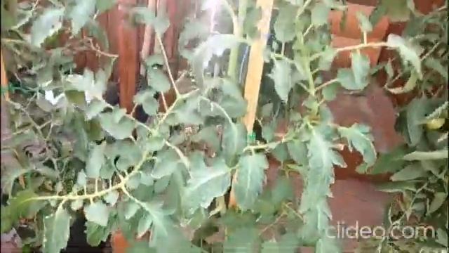 Серьезные причины скручивания листа, которые нужно устранить смотреть онлайн