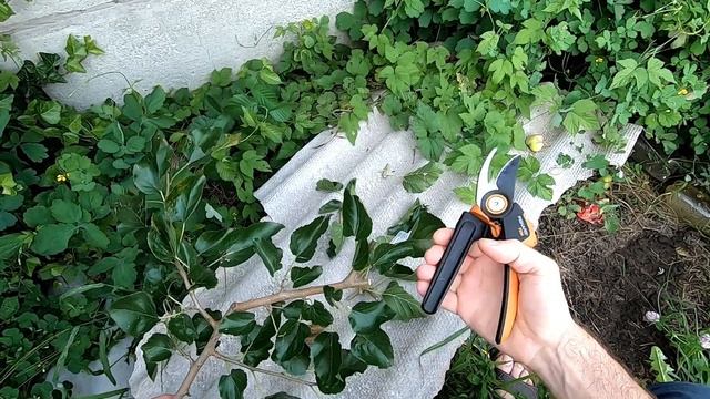 Секатор Fiskars PX94, тест-обзор смотреть онлайн
