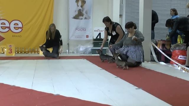 Моно- выставка такс.Санкт-Петербург 2013г.20.01. смотреть онлайн