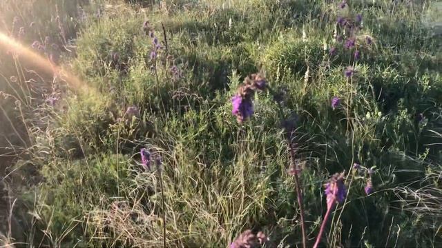 Шалфей зацвёл