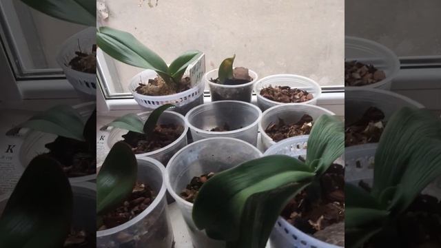 Первый полив Орхидеи после пересадки.