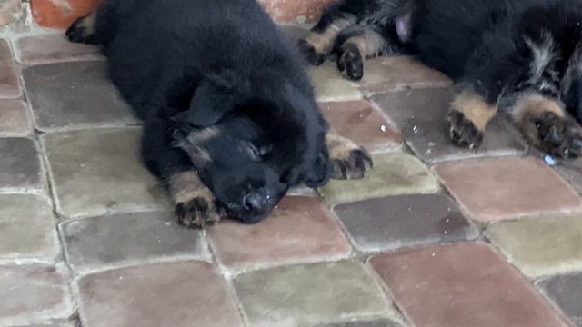 Попили Молочко и Упали Спать | Жизнь Маленьких Овчарят | Стелла Немецкая Овчарка Большая смотреть онлайн