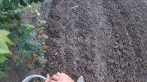 ПОСЕВ КУКУРУЗЫ В ОТКРЫТЫЙ ГРУНТ