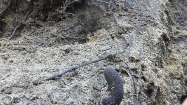 Xylaria polymorpha, dead man's fingers, is a saprobic fungus смотреть онлайн