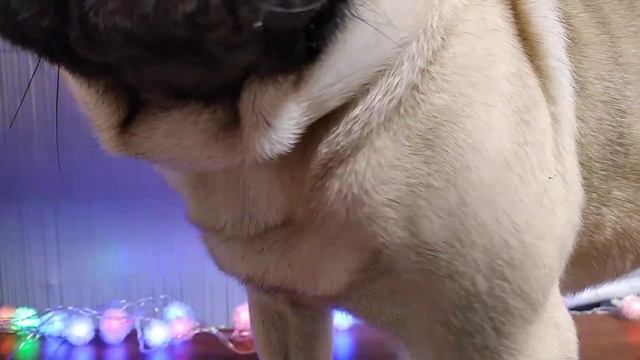 🐾ASMR pug | АСМР мопс впервые пробует шоколадные шарики🐾 смотреть онлайн