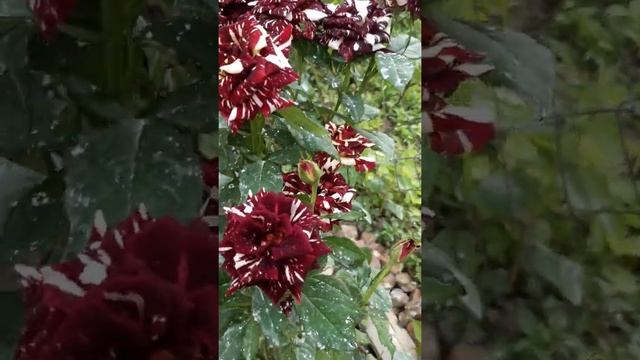 роза Абра-Кадабра смотреть онлайн