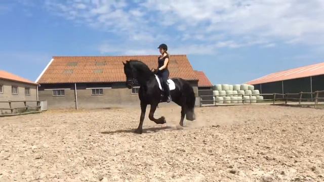 2 Фриз на продажу .Шелте 11 лет .170 в холке. смотреть онлайн