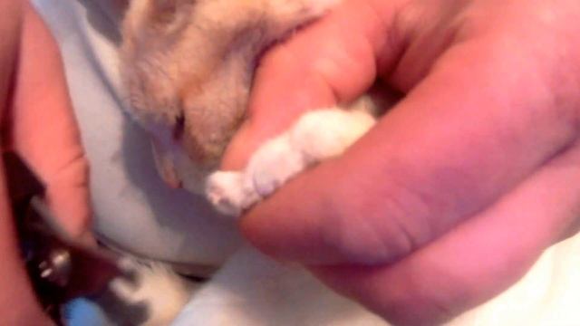 Как подстричь когти коту. Кот рвет обои. смотреть онлайн
