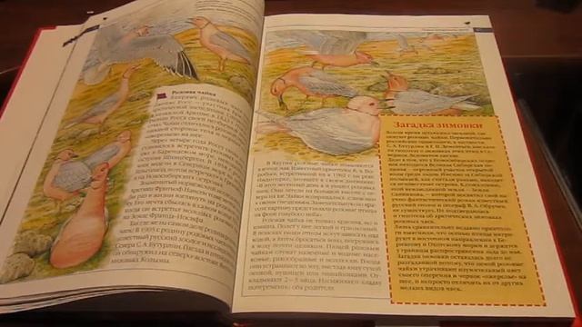 Розовая чайка (Красная книга России) - Библиотека мкрн. Луговая смотреть онлайн