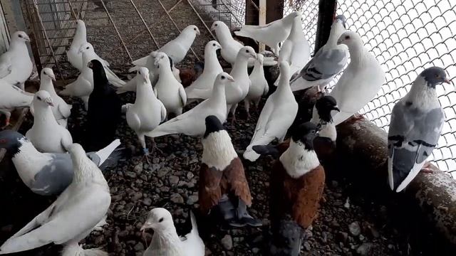 Штрассеры, белые почтовые голуби смотреть онлайн