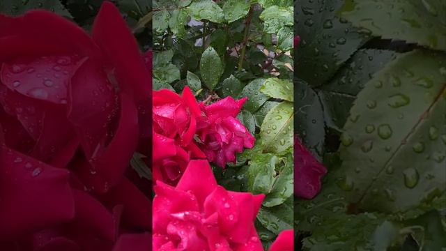 Double Knock Out Red Roses, Deadhead June 9 смотреть онлайн